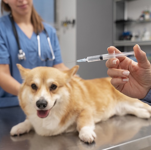 veterinarian team giving vaccine Dog