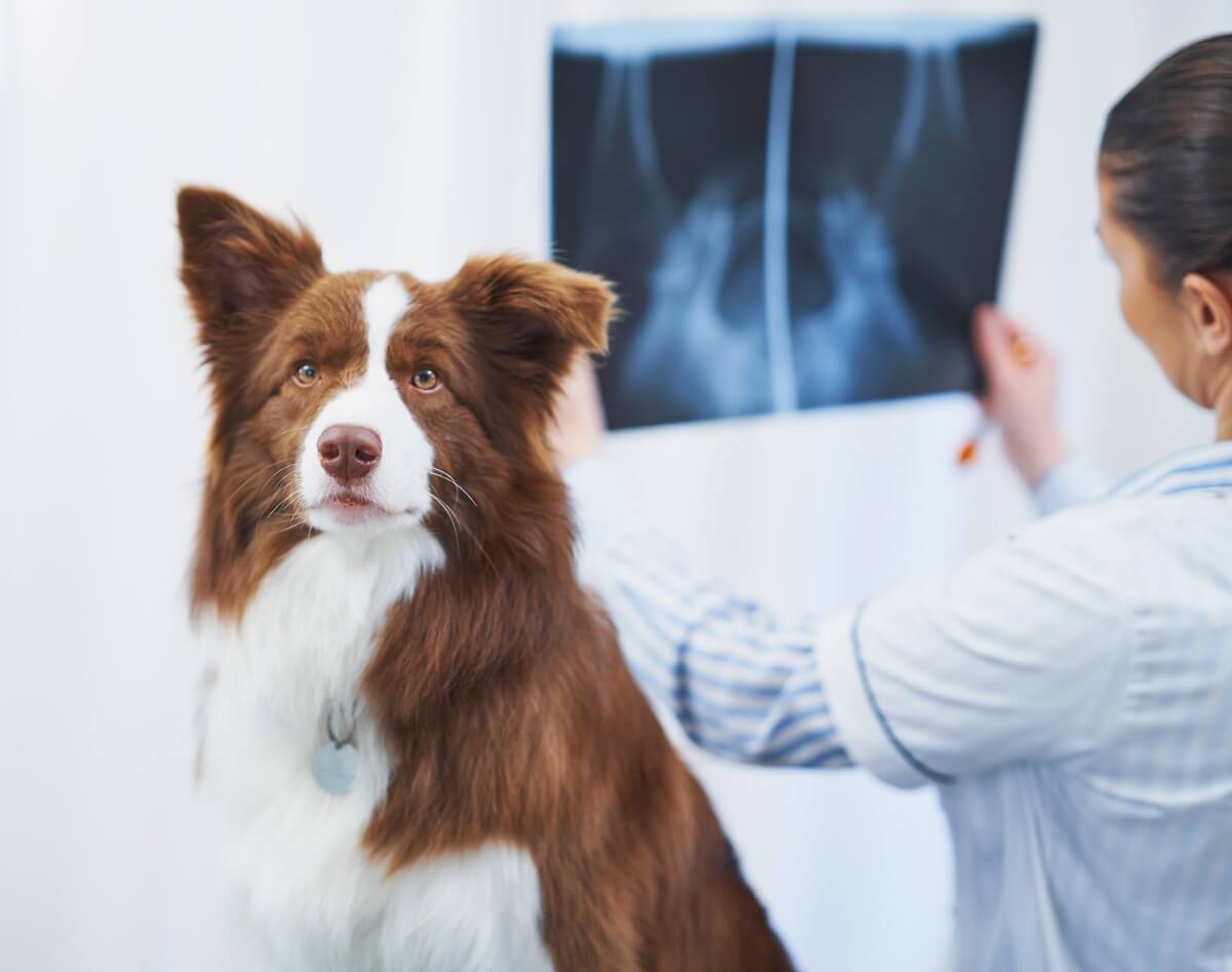 Vet checking X-ray of dog