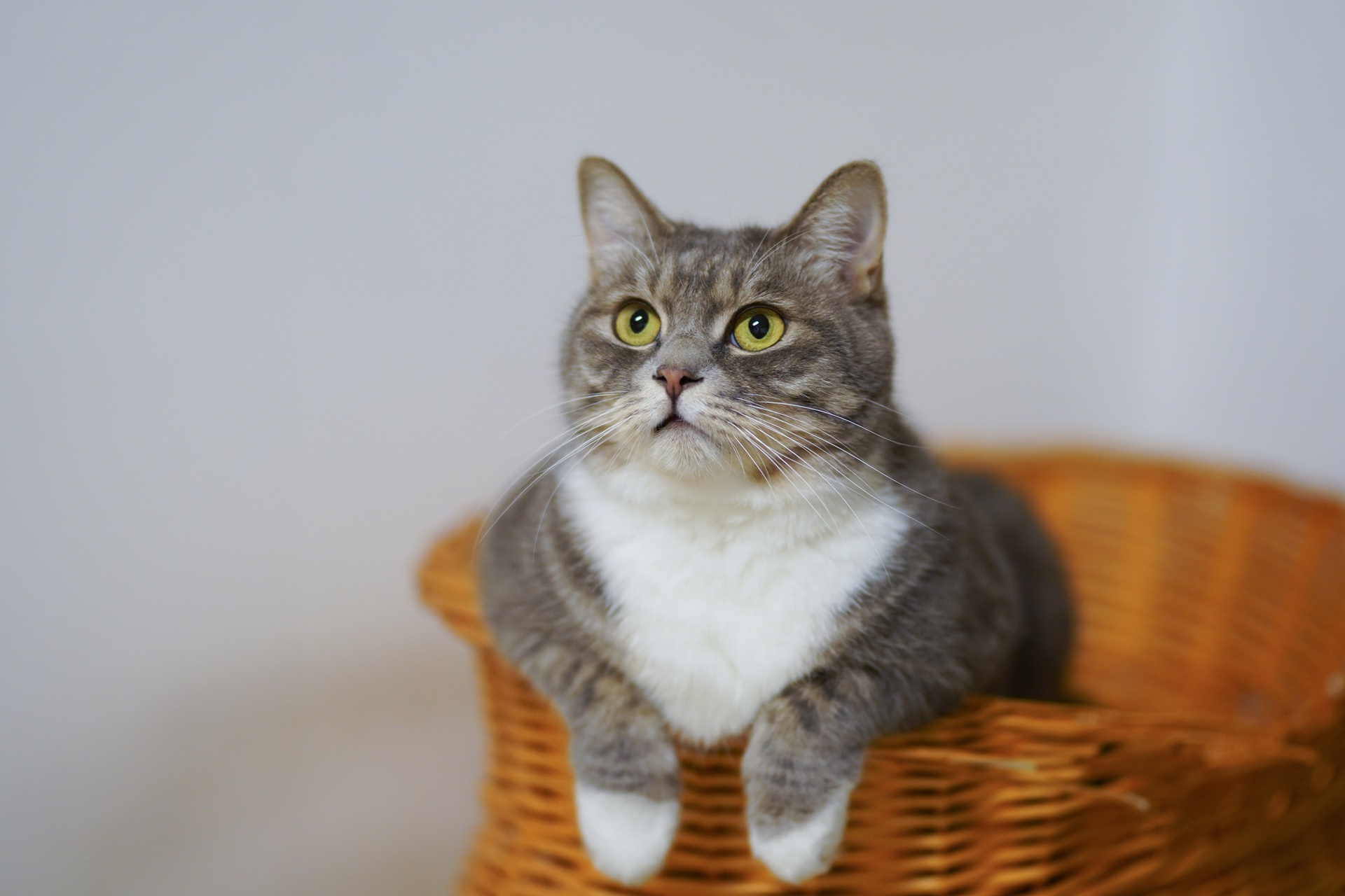Cat-on-a-woven-basket