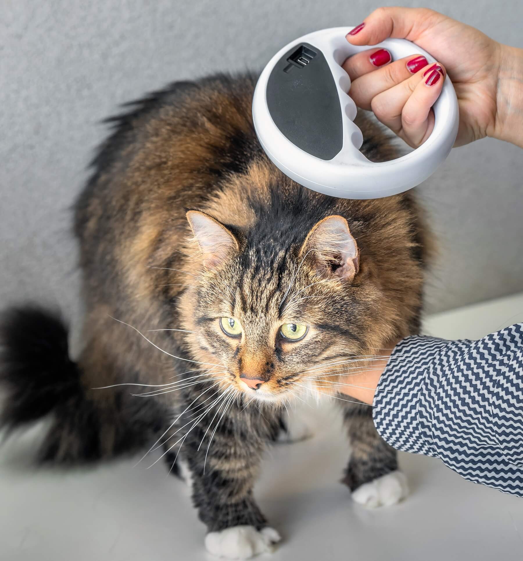 cat with microchip scanner