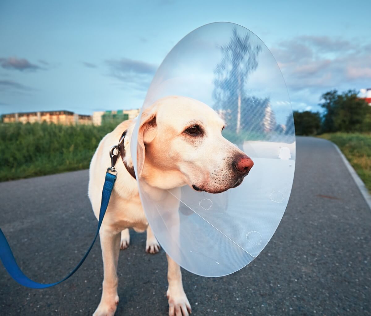 Dog with Surgery Cone
