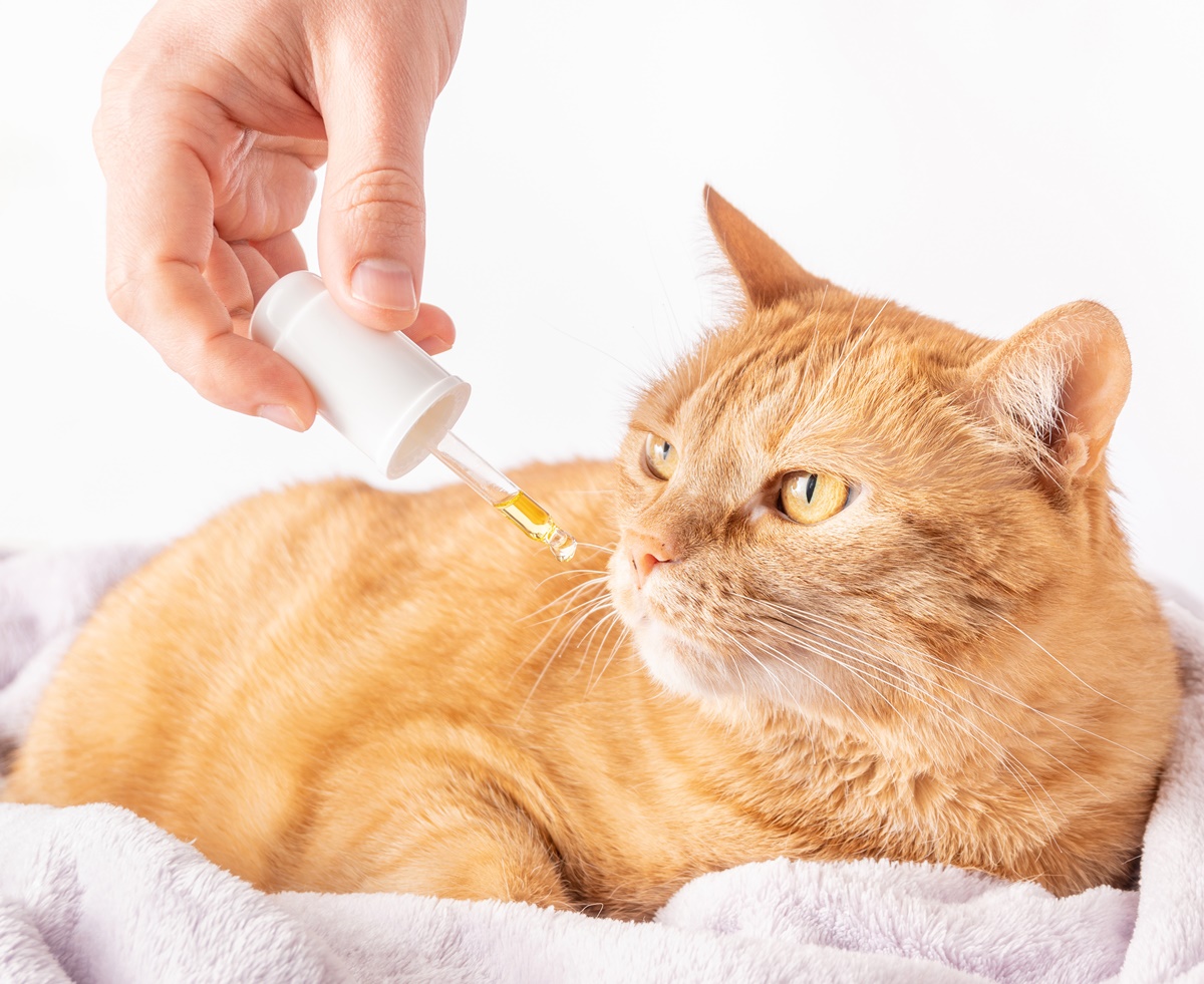 sick ginger cat is sniffing dropper with medicine
