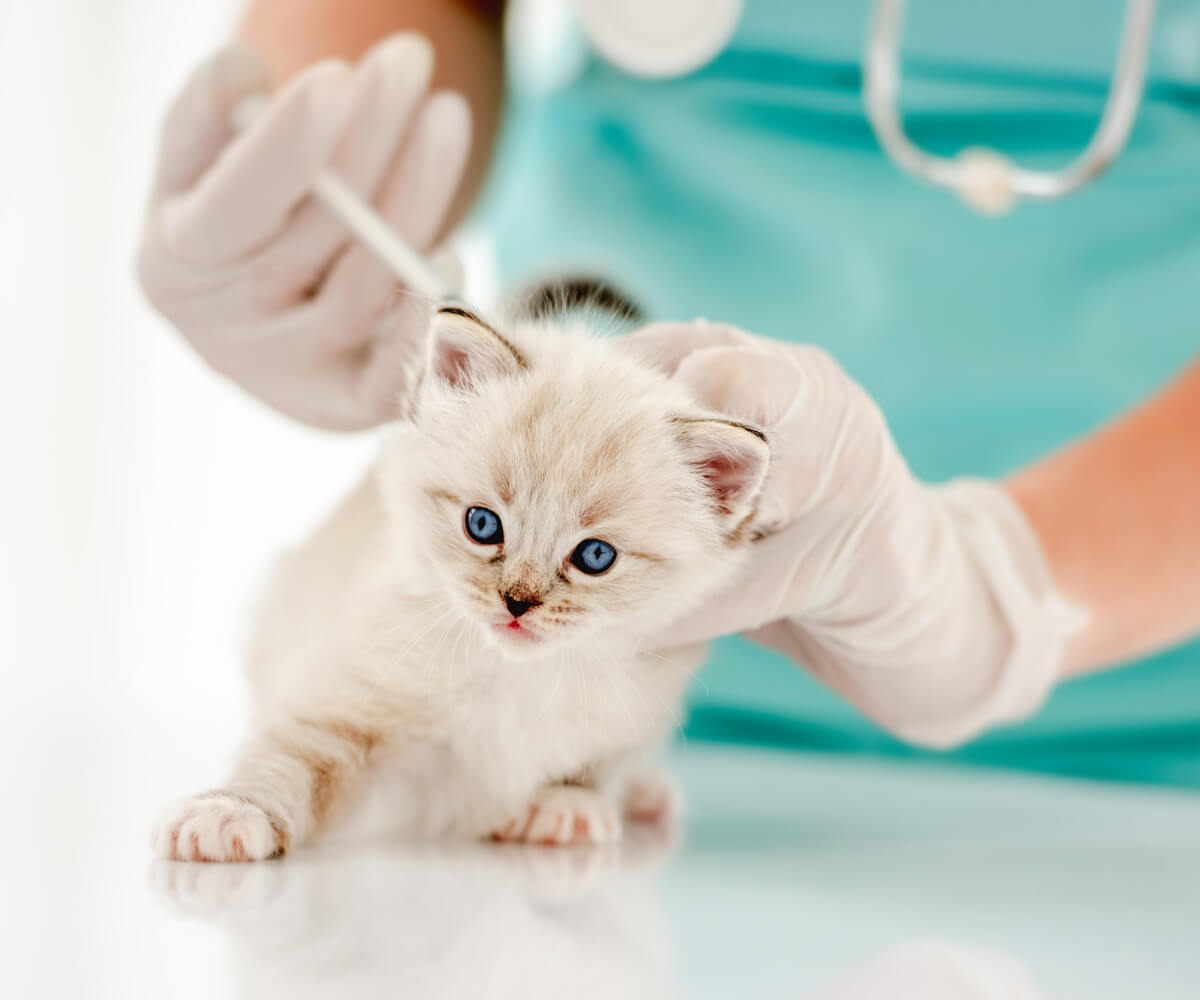 vaccination for adorable kitten