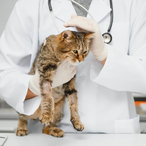 vet examination cat