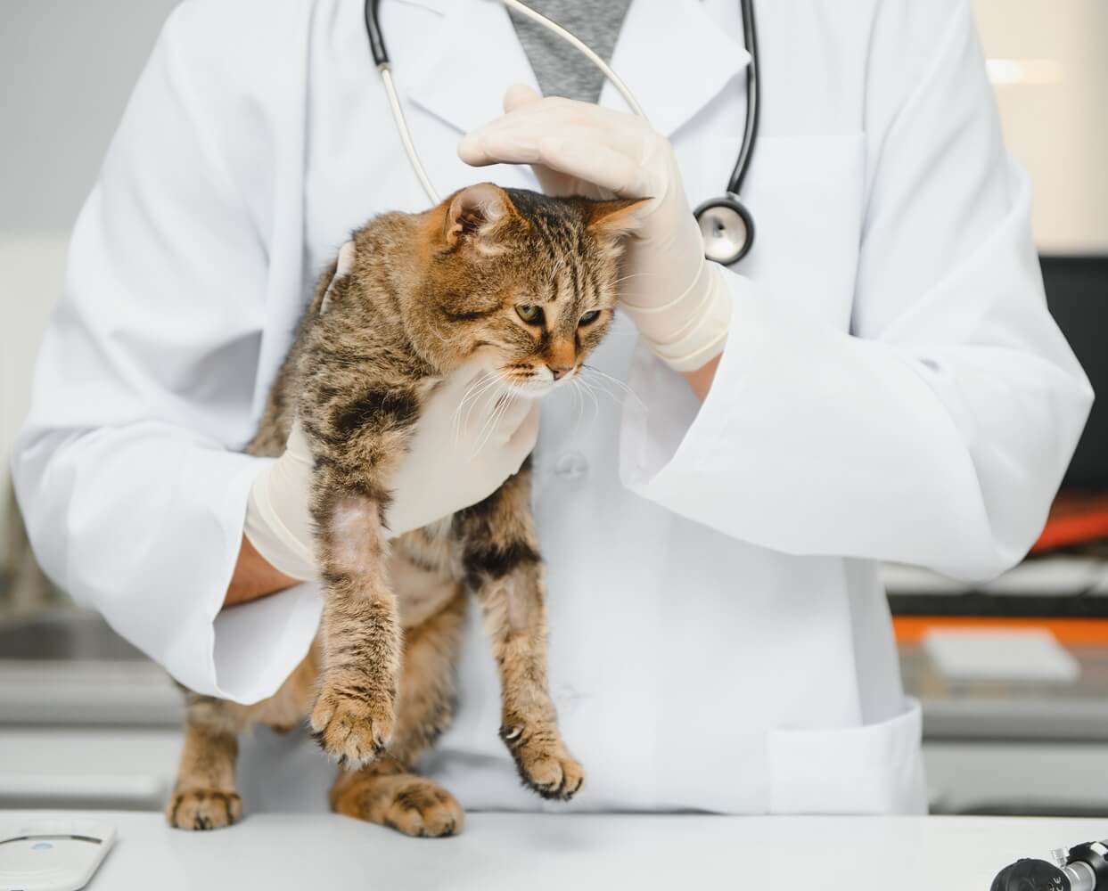 veterinarian medical examination a cat
