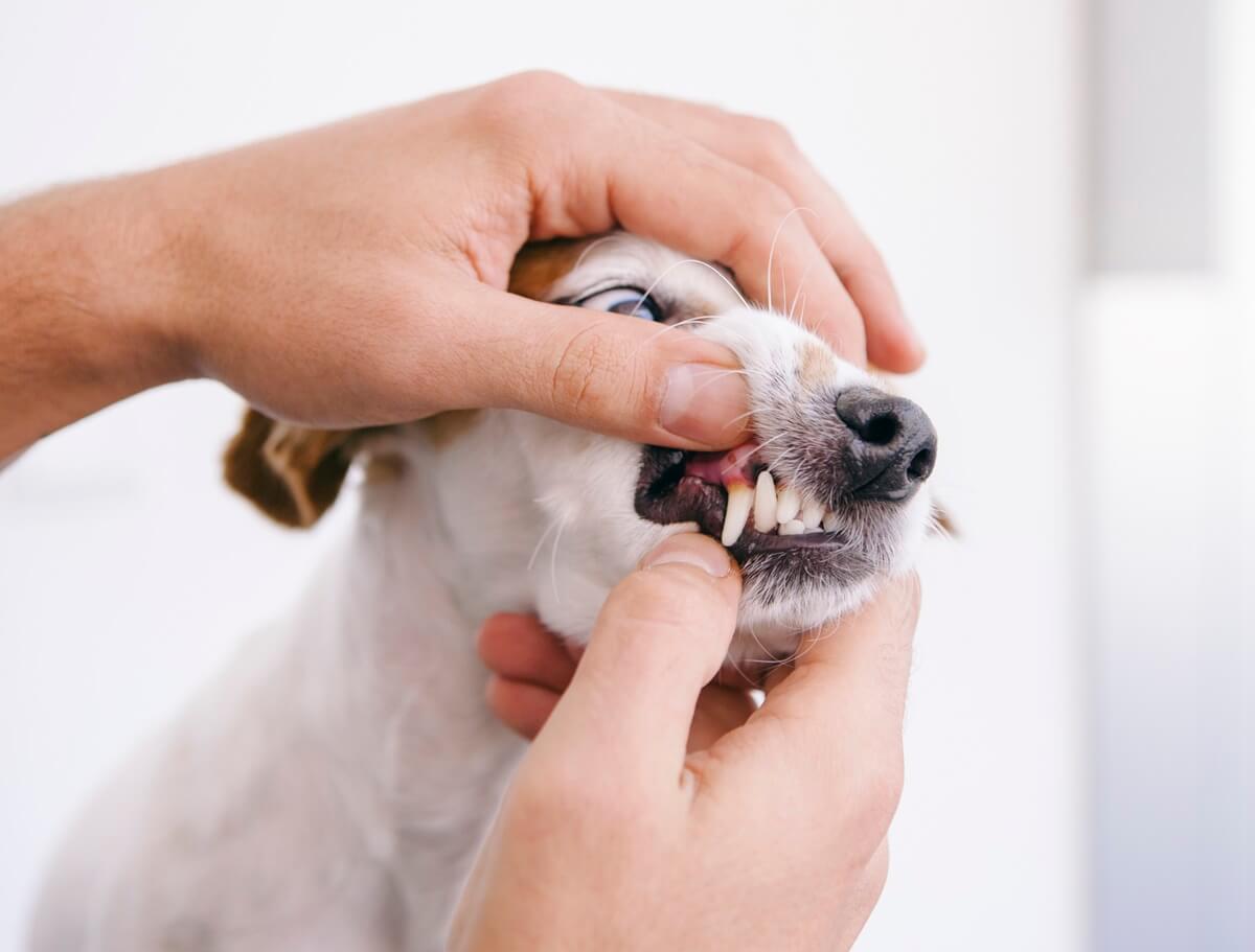 Vet taking care dental hygiene of puppy