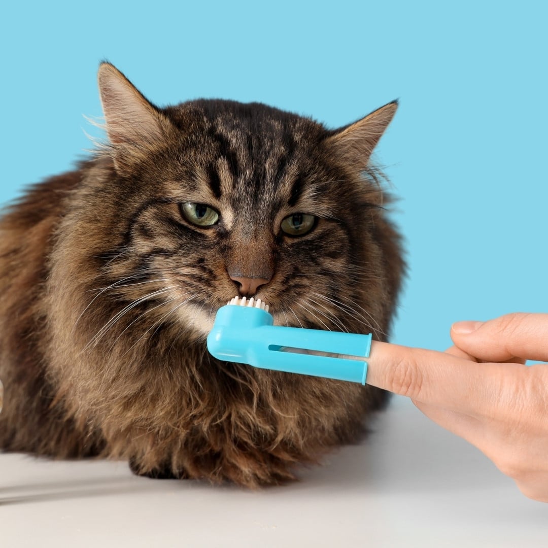 cat receiving dental care with a finger toothbrush
