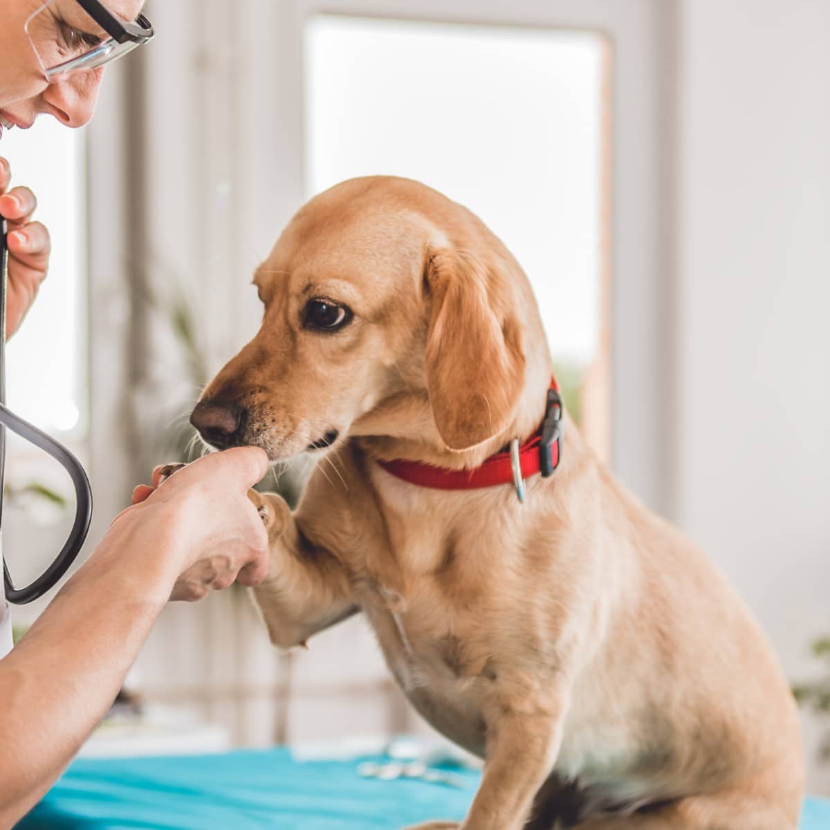 veterinarian examining a dog during a checkup