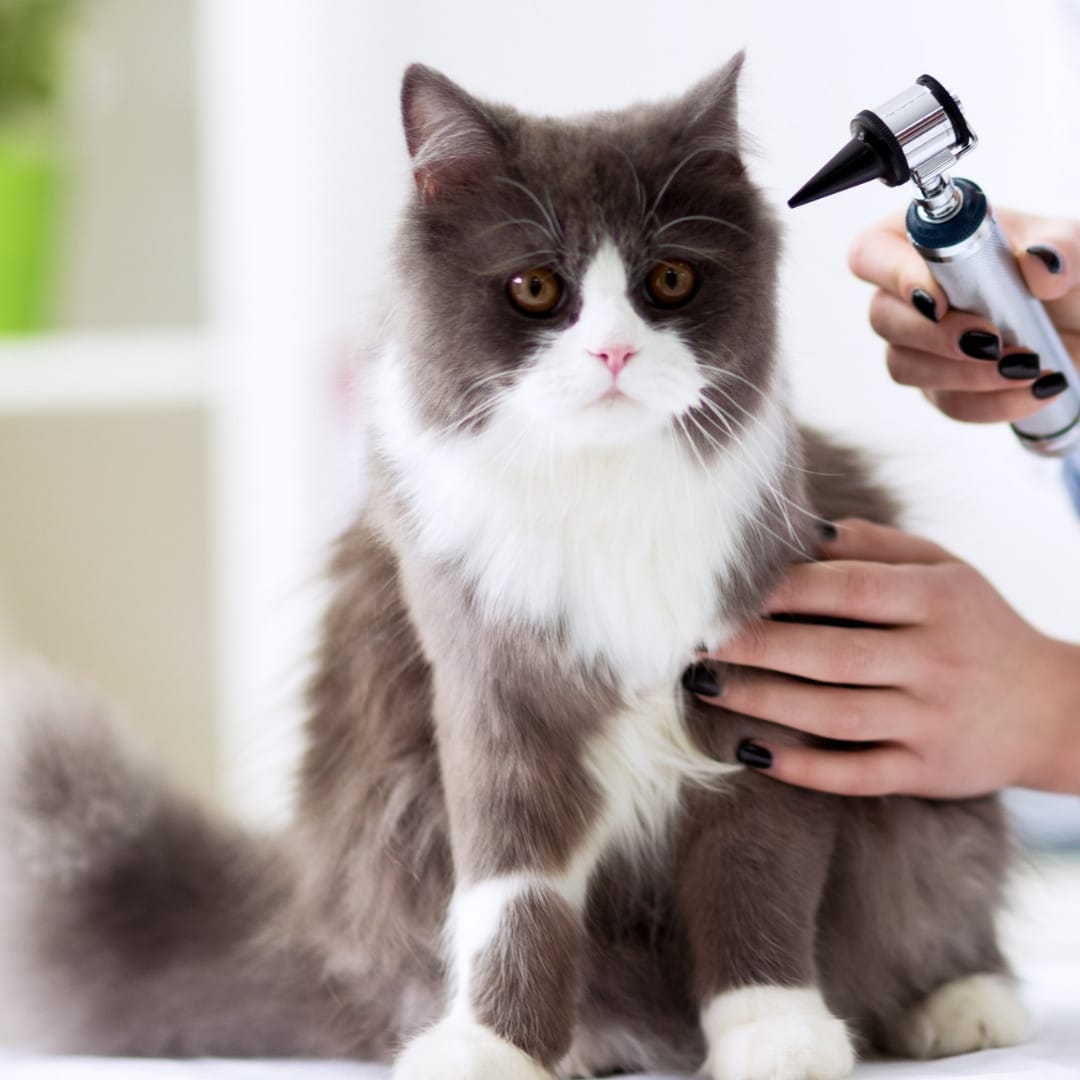 veterinarian examining a cat’s ear