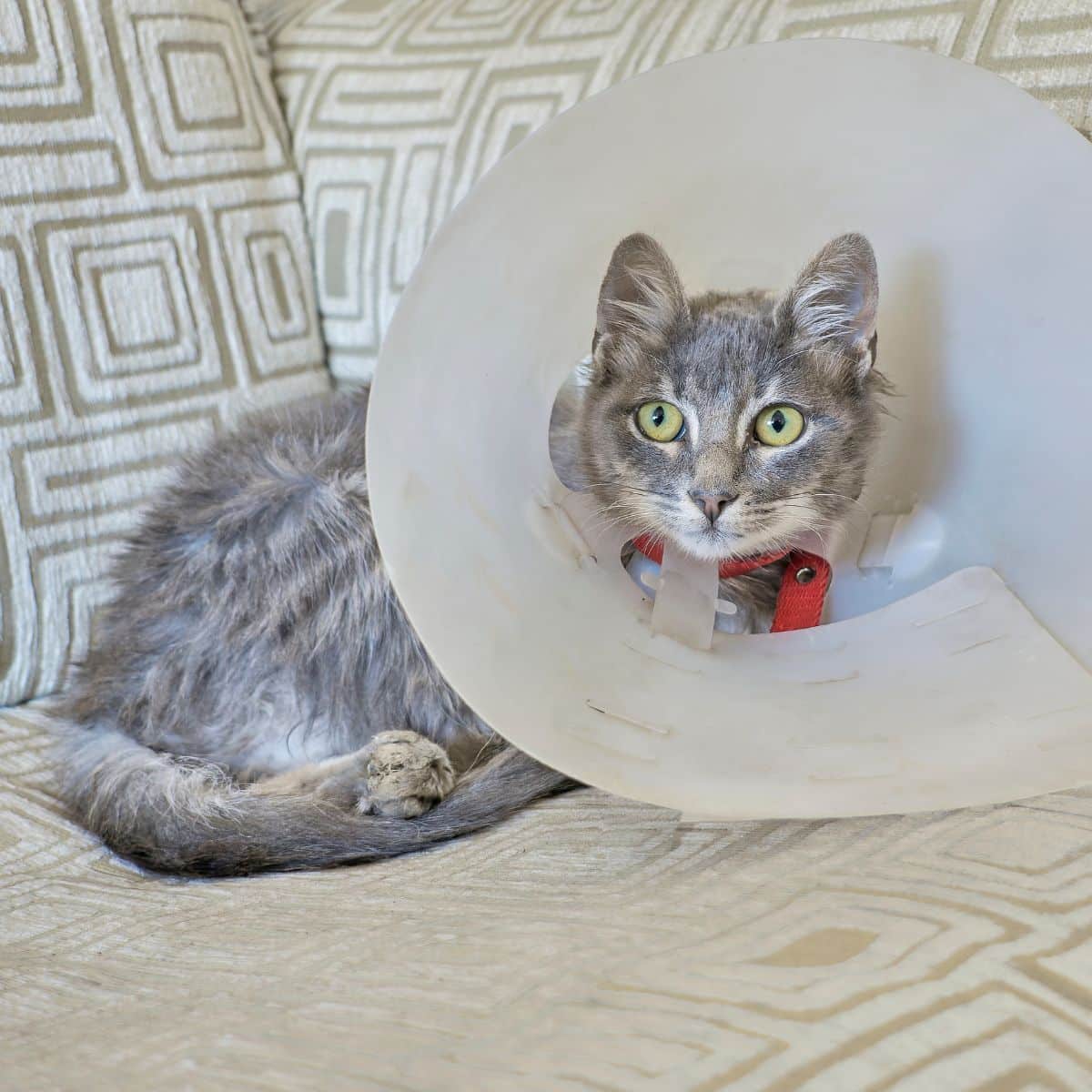 Cat wearing recovery cone after surgery